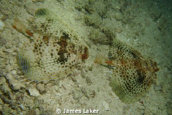 Gurnard's stepping out at night by James Laker 